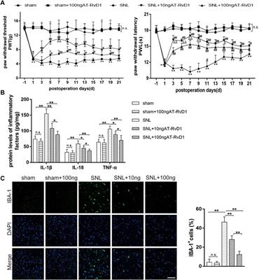 Aspirin-triggered Resolvin D1 ameliorates activation of the NLRP3 inflammasome via induction of autophagy in a rat model of neuropathic pain